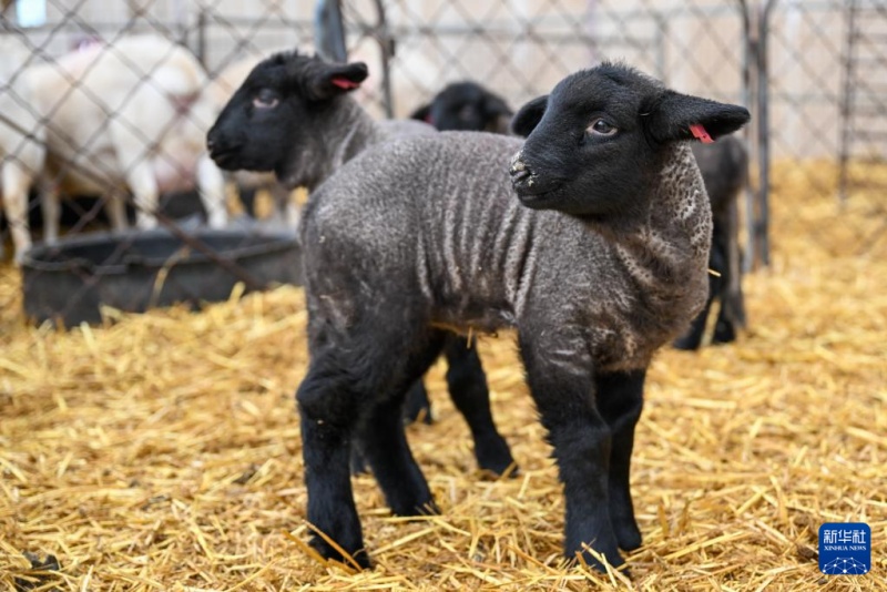В Синьцзяне наступил период размножения ягнят
