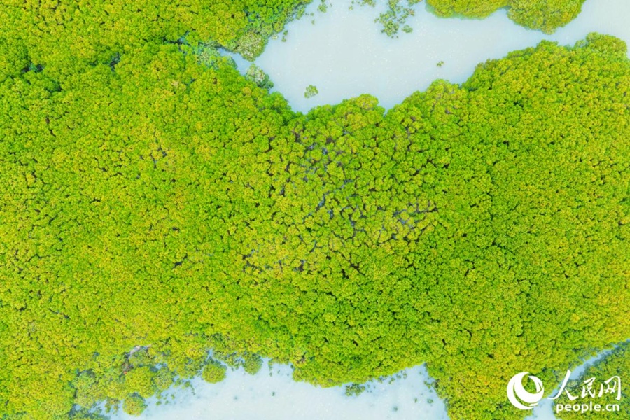 «Водный лес» в китайском Цюаньчжоу