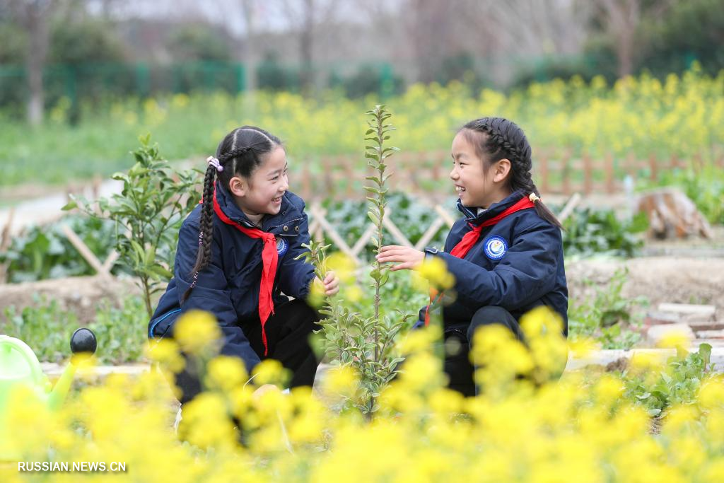 В Китае отмечается День посадки деревьев