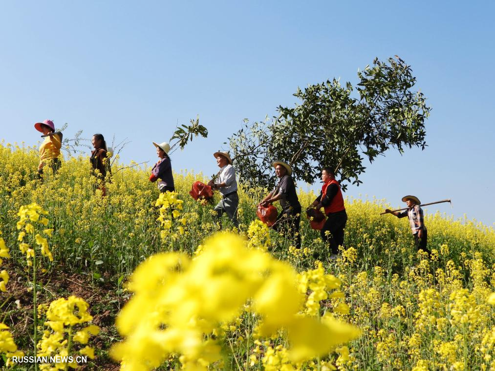 В Китае отмечается День посадки деревьев