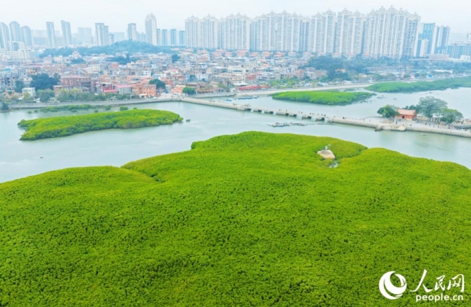 «Водный лес» в китайском Цюаньчжоу