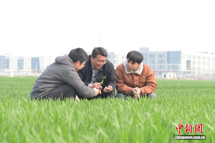 В Аньхое запустили интеллектуальную систему для полива пшеницы