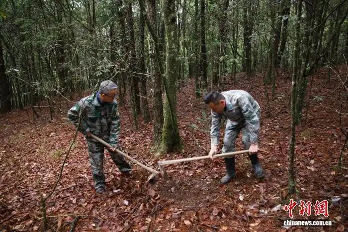 В Восточном Китае усилили охрану лесов и восстановление редких видов растений