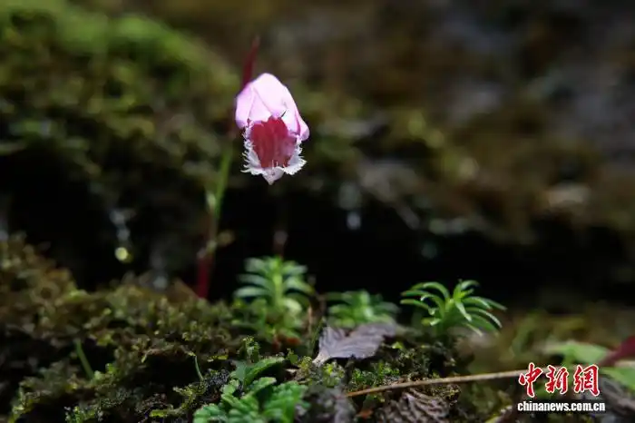 В Восточном Китае усилили охрану лесов и восстановление редких видов растений