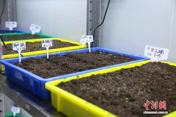 В Восточном Китае усилили охрану лесов и восстановление редких видов растений