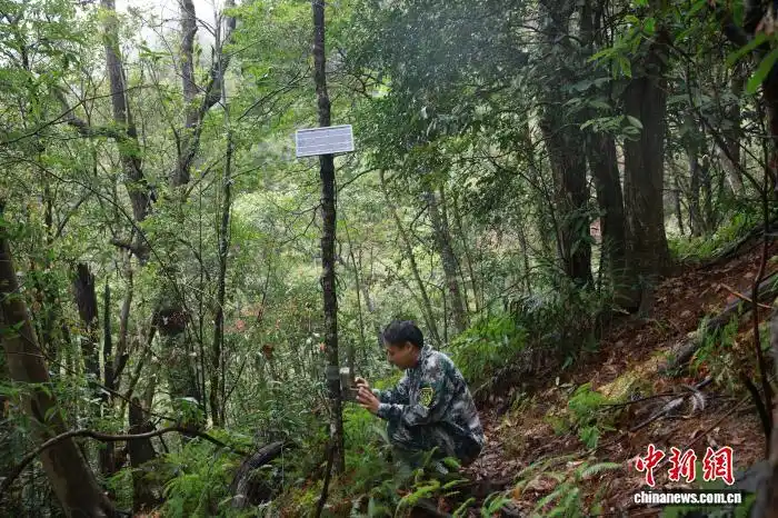 В Восточном Китае усилили охрану лесов и восстановление редких видов растений