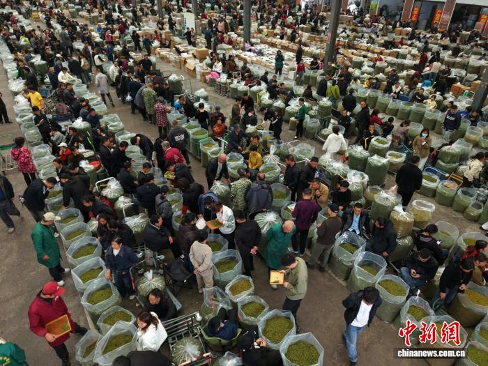На крупнейшем в Китае рынке зелёного чая начался сезон весенней торговли