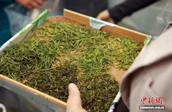 На крупнейшем в Китае рынке зелёного чая начался сезон весенней торговли