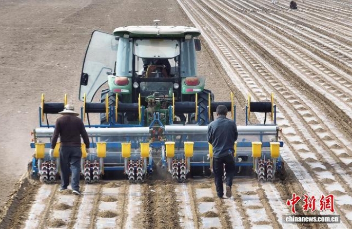 В Синьцзяне начались масштабные работы по посеву хлопка
