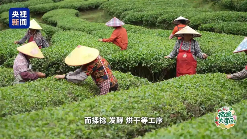 В Китае чай с «ароматом насекомых» стал популярным продуктом