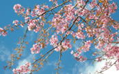 В Ухань начинается сезон цветения вишни